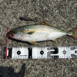 台風後ちょっと渋い